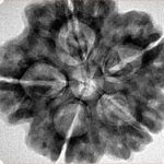 5 Mukhi Rudraksha 29.1mm 7.4gm - Inverse xray