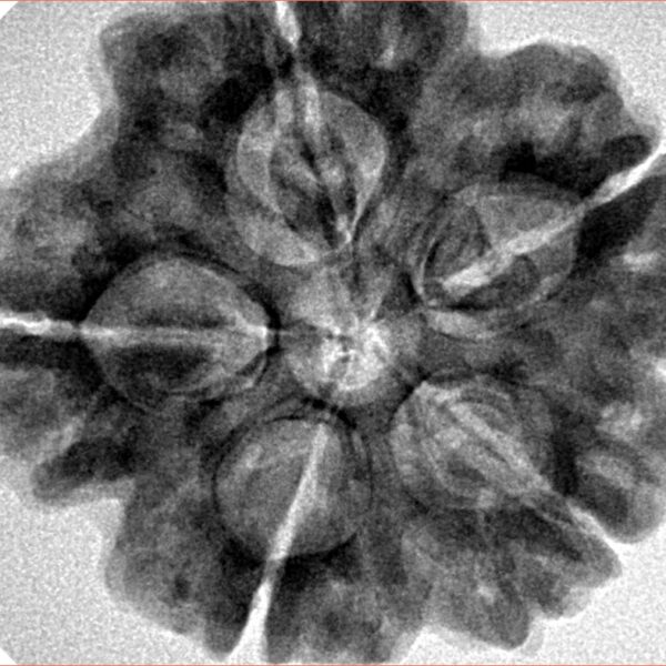 5 Mukhi Rudraksha 29.1mm 7.4gm - Inverse xray
