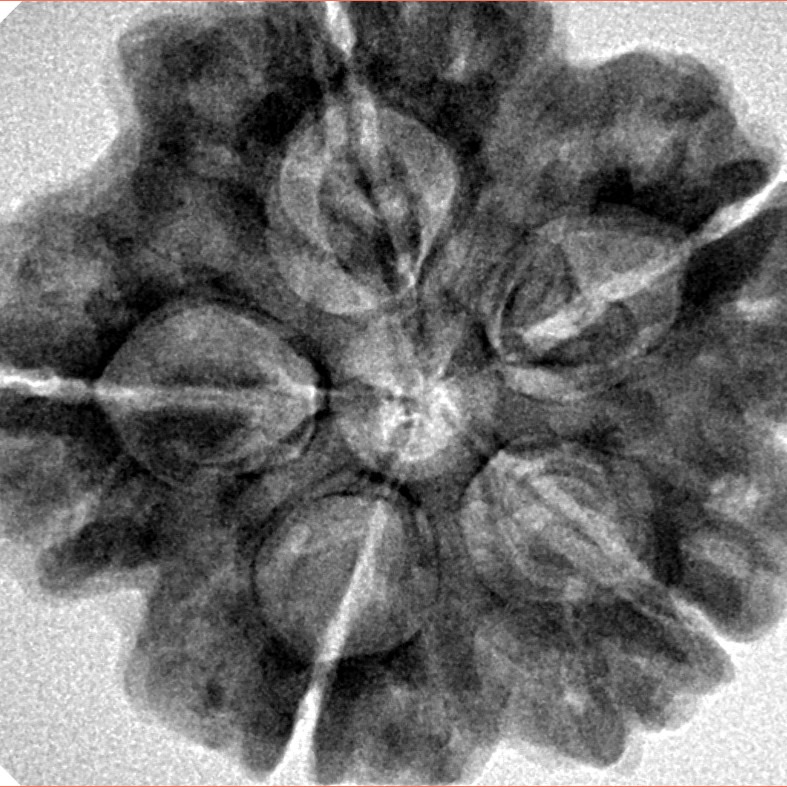 5 Mukhi Rudraksha 29.1mm 7.4gm - Inverse xray