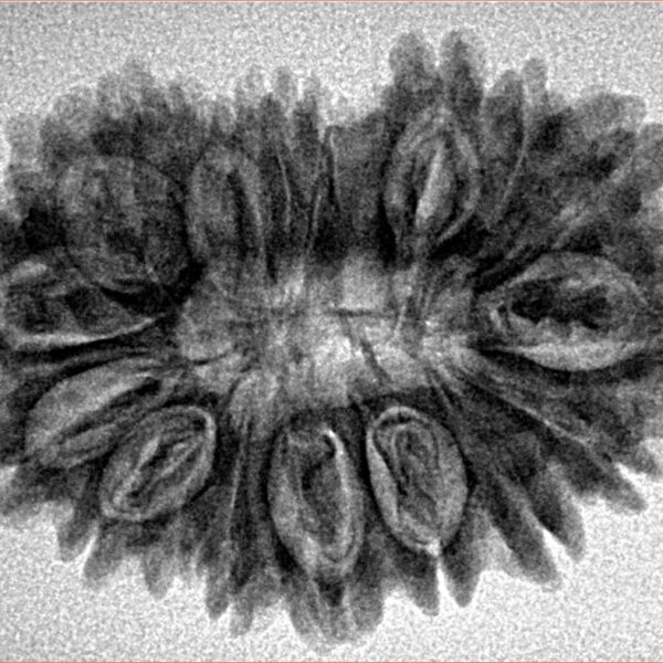 18 Mukhi Rudraksha 30.7mm 4.37gm - Inverse xray