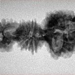 15 Mukhi Trijuti 31.8mm 2.35gm - Inverse xray