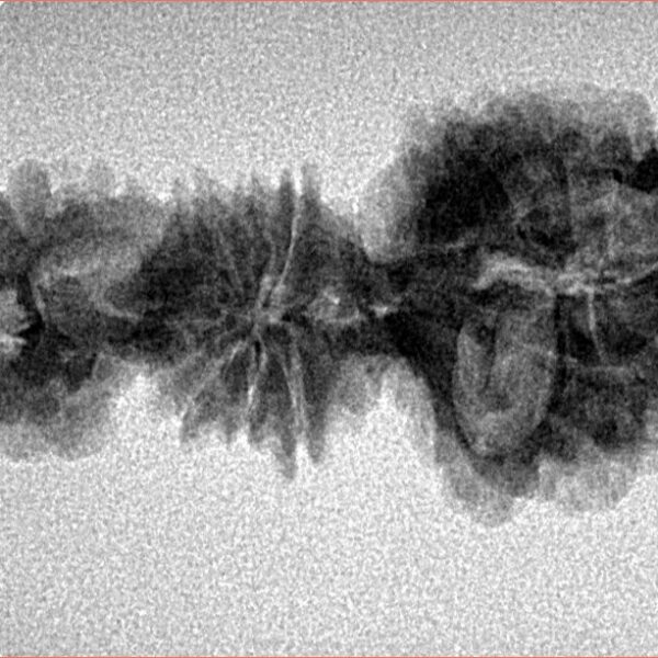 15 Mukhi Trijuti 31.8mm 2.35gm - Inverse xray