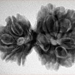 10 Mk Gaurishankar 31.3mm 5.83gm - Inverse xray