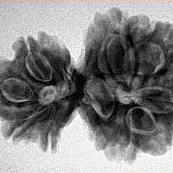10 Mk Gaurishankar 31.3mm 5.83gm - Inverse xray