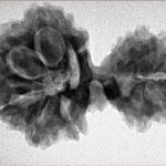 13 Mukhi Mini Trijuti 30.9mm 5.15gm - Inverse xray