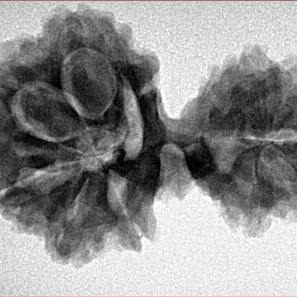 13 Mukhi Mini Trijuti 30.9mm 5.15gm - Inverse xray