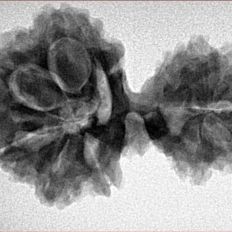 13 Mukhi Mini Trijuti 30.9mm 5.15gm - Inverse xray