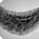 1 Mukhi Rudraksha 31.4mm 2.64gm - Inverse xray