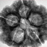 5 Mukhi Rudraksha 29.1mm 10gm - Inverse xray