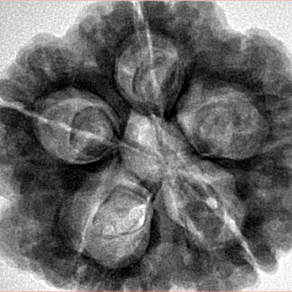 5 Mukhi Rudraksha 29.1mm 10gm - Inverse xray