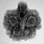5 Mukhi Ganesh 21.2mm 3.76gm - Inverse xray