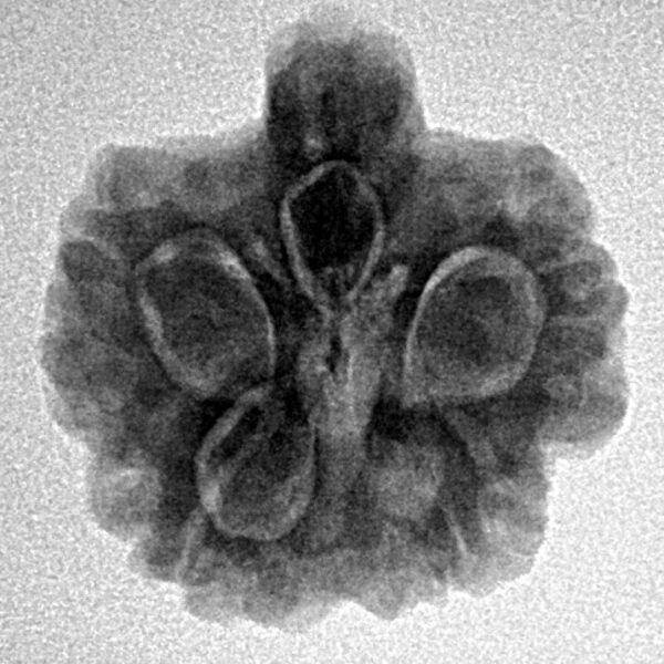 5 Mukhi Ganesh 21.2mm 3.76gm - Inverse xray