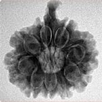 9 Mukhi Ganesh 23.1mm 3.91gm - Inverse xray