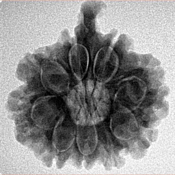 9 Mukhi Ganesh 23.1mm 3.91gm - Inverse xray