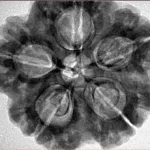 5 Mukhi Rudraksha 29.4mm 8.28gm - Inverse xray
