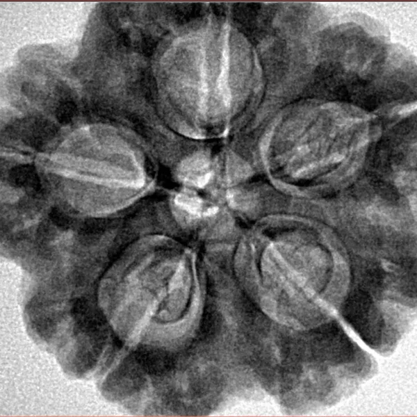 5 Mukhi Rudraksha 29.4mm 8.28gm - Inverse xray