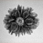 10 Mukhi Rudraksha 21.3mm 2.77gm - Inverse xray