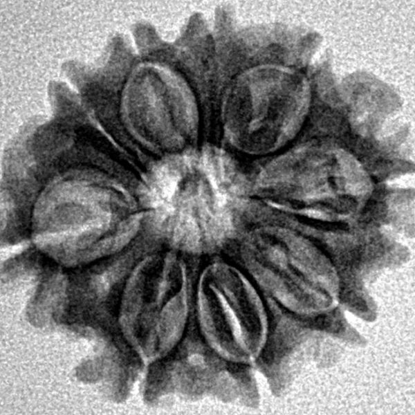 9 Mukhi Rudraksha 22.2mm 2.79gm - Inverse xray