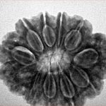 11 Mukhi Rudraksha 28mm 5.52gm - Inverse xray