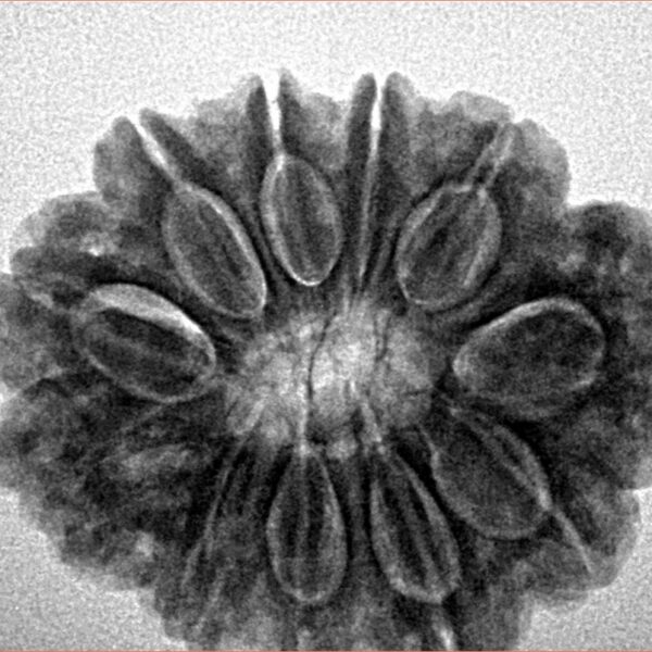 11 Mukhi Rudraksha 28mm 5.52gm - Inverse xray