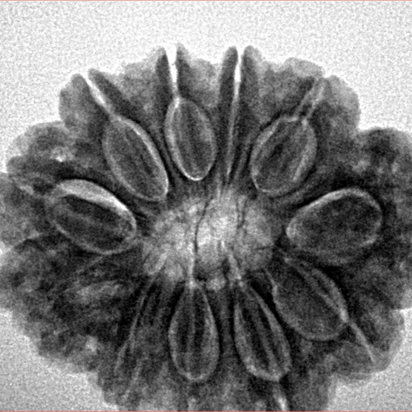 11 Mukhi Rudraksha 28mm 5.52gm - Inverse xray