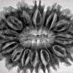 15 Mukhi Rudraksha 33.6mm 6.19gm - Inverse xray