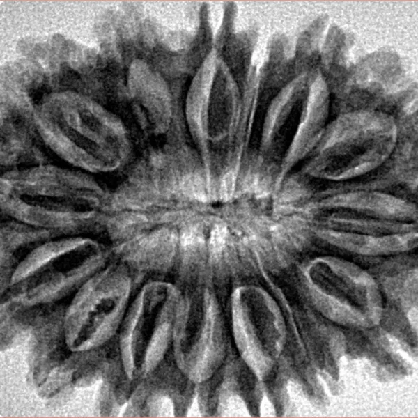 15 Mukhi Rudraksha 33.6mm 6.19gm - Inverse xray