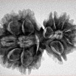 11 Mukhi Garbhgauri 29.7mm 4.75gm - Inverse xray
