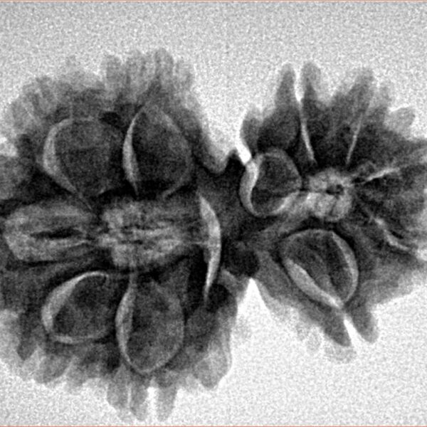 11 Mukhi Garbhgauri 29.7mm 4.75gm - Inverse xray