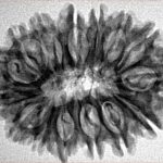 15 Mukhi Rudraksha 29.5mm 4gm - Origin: Nepal - Inverse xray