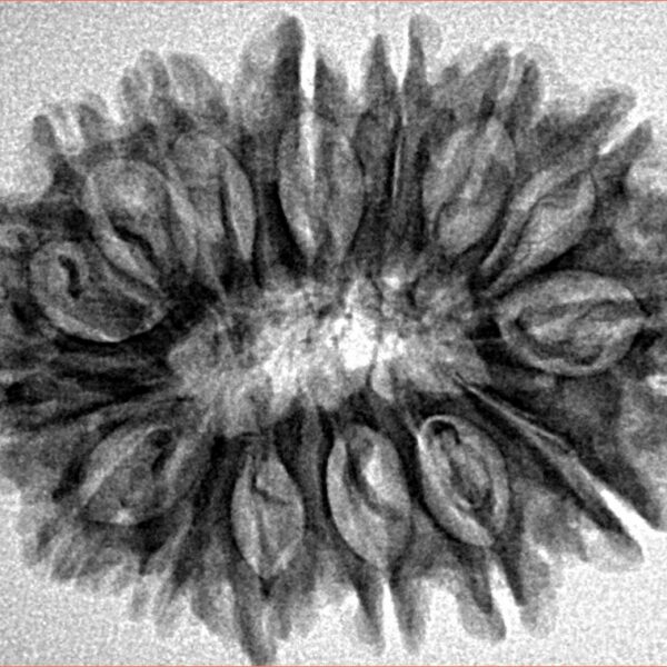 15 Mukhi Rudraksha 29.5mm 4gm - Origin: Nepal - Inverse xray