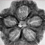 5 Mukhi Rudraksha 30mm 7.36gm - Inverse xray
