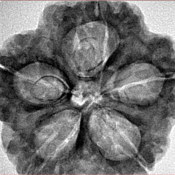 5 Mukhi Rudraksha 30mm 7.36gm - Inverse xray