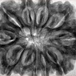 11 Mukhi Rudraksha 34.1mm 8.59gm - Inverse xray