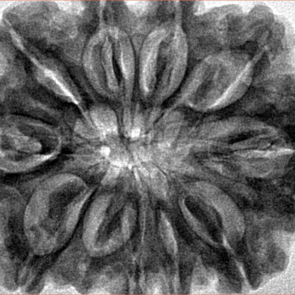 11 Mukhi Rudraksha 34.1mm 8.59gm - Inverse xray