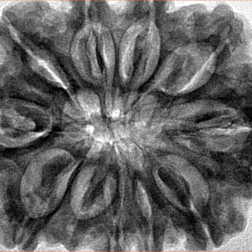 11 Mukhi Rudraksha 34.1mm 8.59gm - Inverse xray