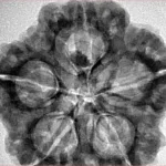 5 Mukhi Rudraksha 29.9mm 7.11gm - Inverse xray