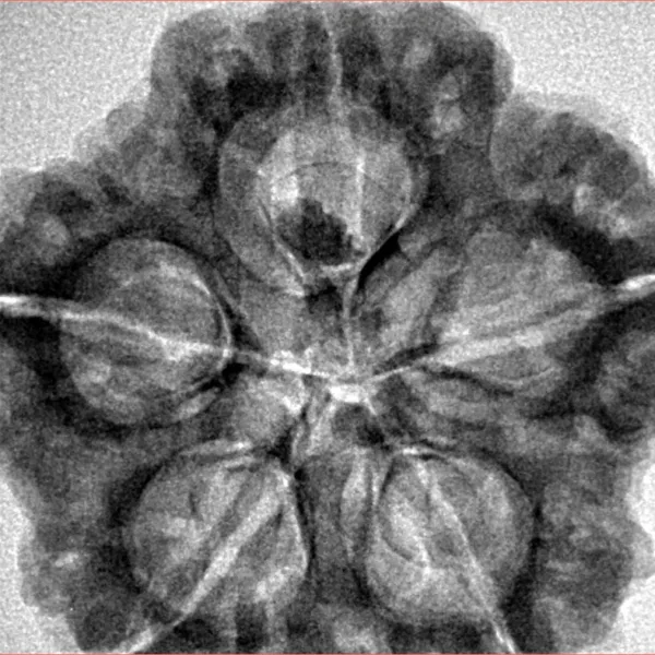 5 Mukhi Rudraksha 29.9mm 7.11gm - Inverse xray