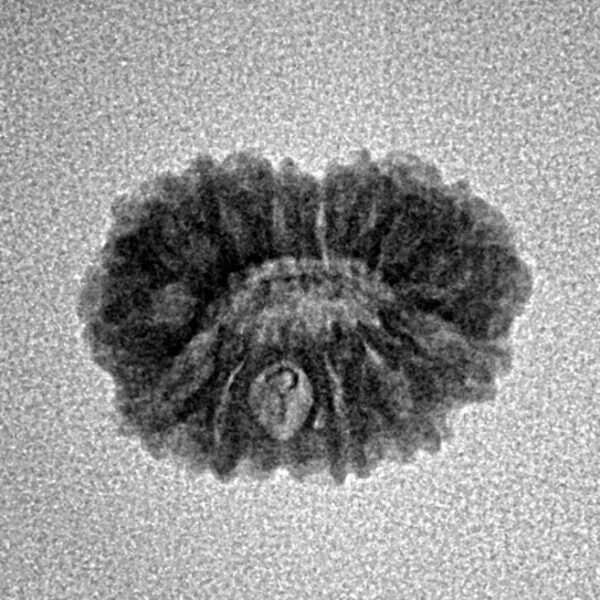 14 Mukhi Rudraksha 16mm 1.07gm - Inverse xray