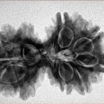 9 Mukhi G.S & Ganesh 35mm 5.32gm - Inverse xray