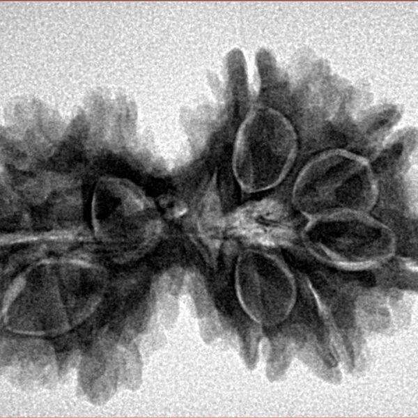 9 Mukhi G.S & Ganesh 35mm 5.32gm - Inverse xray