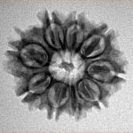9 Mukhi Rudraksha 23.1mm 2.8gm - Inverse xray