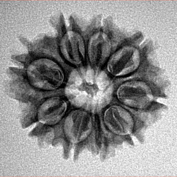9 Mukhi Rudraksha 23.1mm 2.8gm - Inverse xray