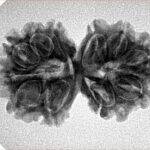 11 MK Gaurishankar 28.3mm 3.77gm - Inverse xray
