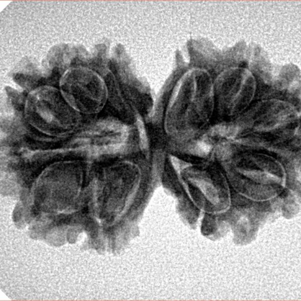11 MK Gaurishankar 28.3mm 3.77gm - Inverse xray