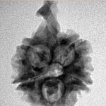 5 Mukhi Ganesh 25.3mm 2.62gm - Inverse xray