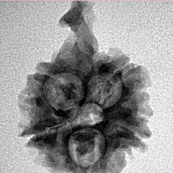 5 Mukhi Ganesh 25.3mm 2.62gm - Inverse xray