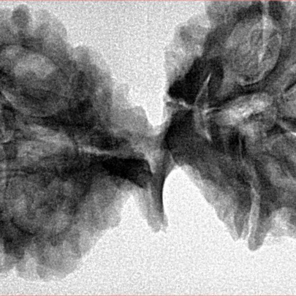 9 Mukhi Mini Trijuti 42.7mm 7.94gm - Inverse xray