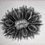 14 Mukhi Rudraksha 24.4mm 3.38gm - Inverse xray