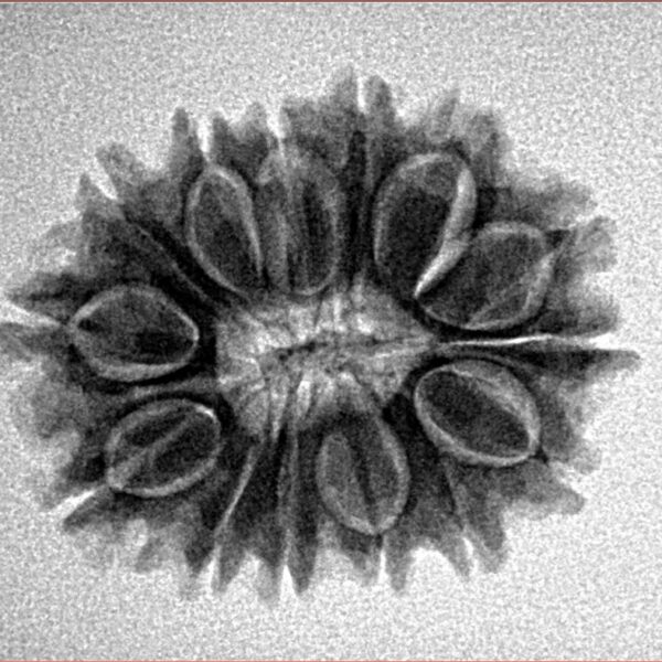 14 Mukhi Rudraksha 24.4mm 3.38gm - Inverse xray
